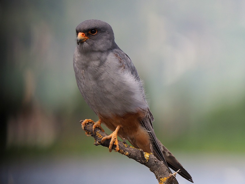 L''anno dei Falchi cuculi (Falco vespertinus)
